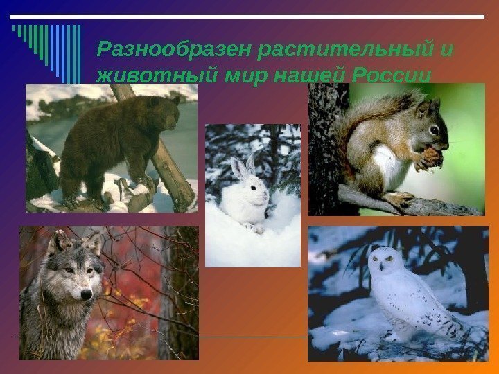 Разнообразен растительный и животный мир нашей России 