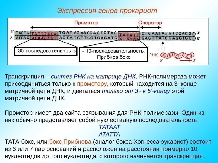  Транскрипция – синтез РНК на матрице ДНК. РНК-полимераза может присоединиться только к