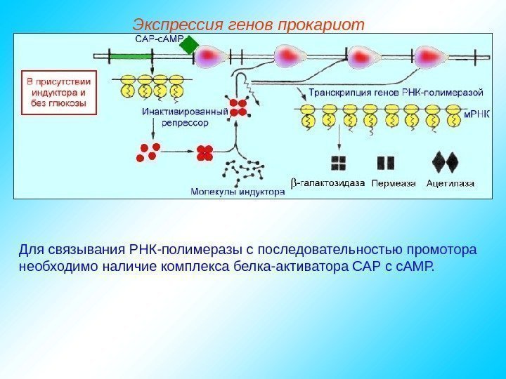   Для связывания РНК-полимеразы с последовательностью промотора необходимо наличие комплекса белка-активатора САР с