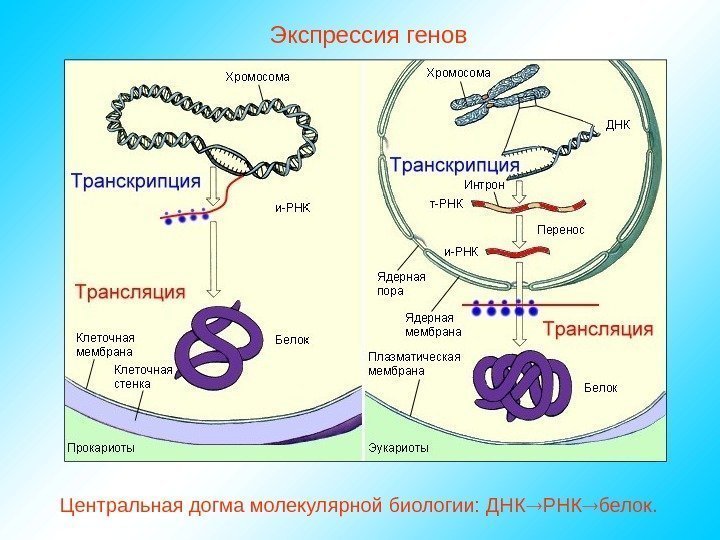   Экспрессия генов Центральная догма молекулярной биологии: ДНК РНК белок. 