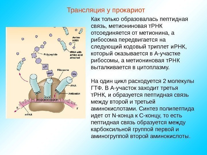   Трансляция у прокариот Как только образовалась пептидная связь, метиониновая т. РНК отсоединяется