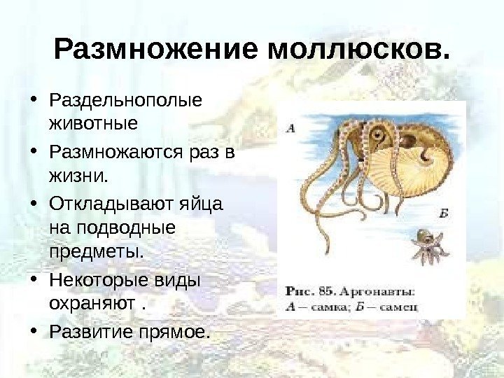 Размножение моллюсков.  • Раздельнополые животные • Размножаются раз в жизни.  • Откладывают