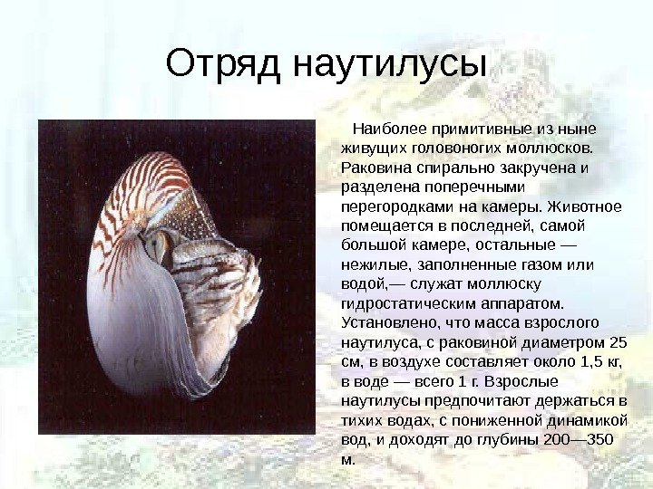 Отряд наутилусы   Наиболее примитивные из ныне живущих головоногих моллюсков.  Раковина спирально