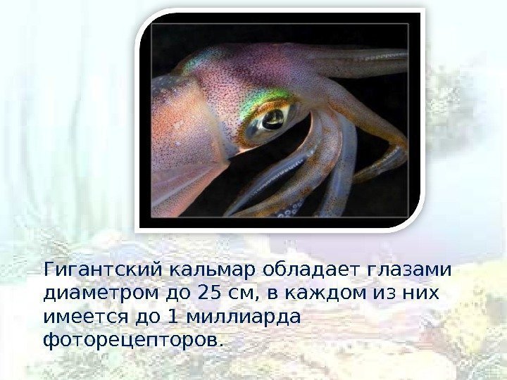 Гигантский кальмар обладает глазами диаметром до 25 см, в каждом из них имеется до