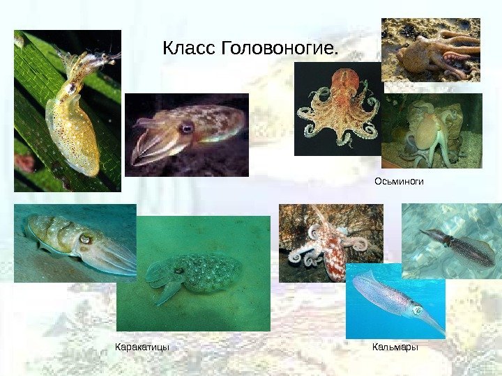 Класс Головоногие. Каракатицы Осьминоги Кальмары 