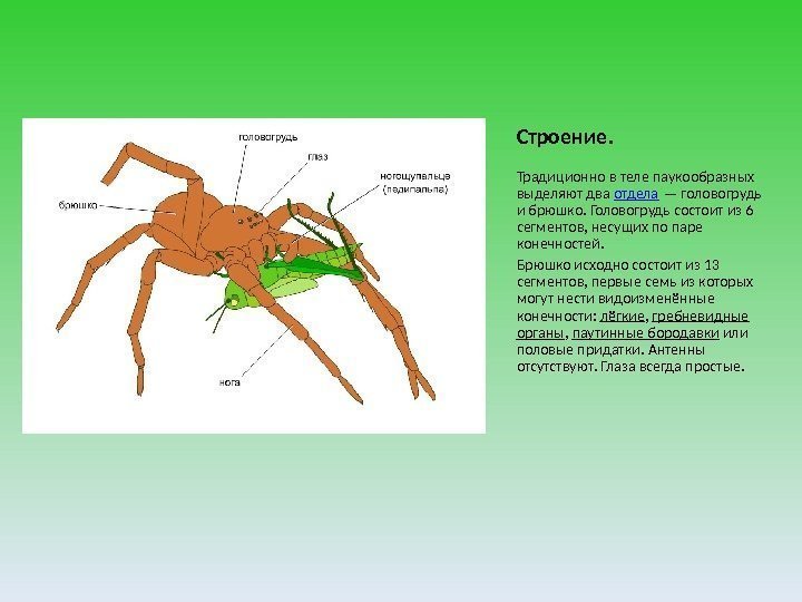 Строение. Традиционно в теле паукообразных выделяют два отдела — головогрудь и брюшко. Головогрудь состоит