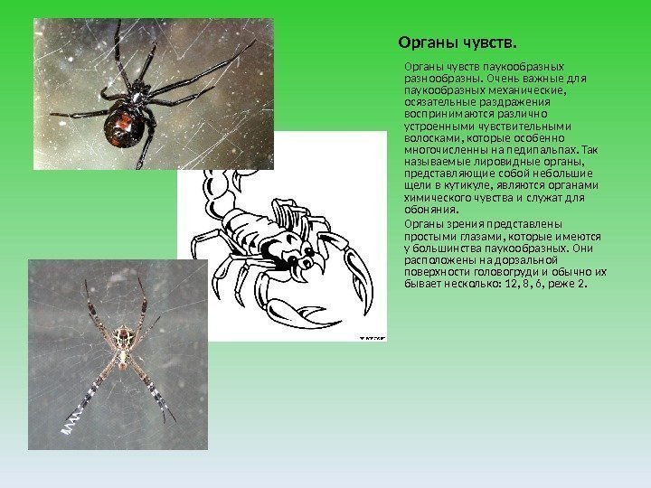 Органы чувств паукообразных разнообразны. Очень важные для паукообразных механические,  осязательные раздражения воспринимаются различно