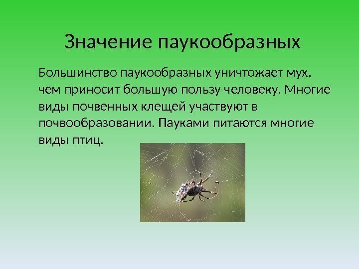 Большинство паукообразных уничтожает мух,  чем приносит большую пользу человеку. Многие виды почвенных клещей