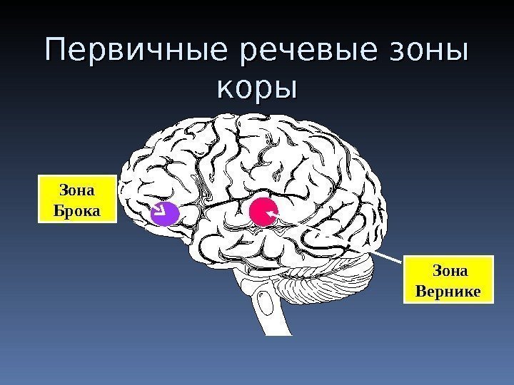 Первичные речевые зоны коры Зона Брока Зона Вернике 