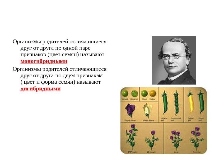 Организмы родителей отличающиеся друг от друга по одной паре признаков (цвет семян) называют моногибридными