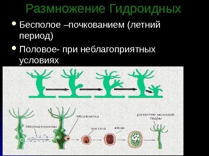 Размножение Гидроидных Бесполое –почкованием (летний период) Половое- при неблагоприятных условиях 