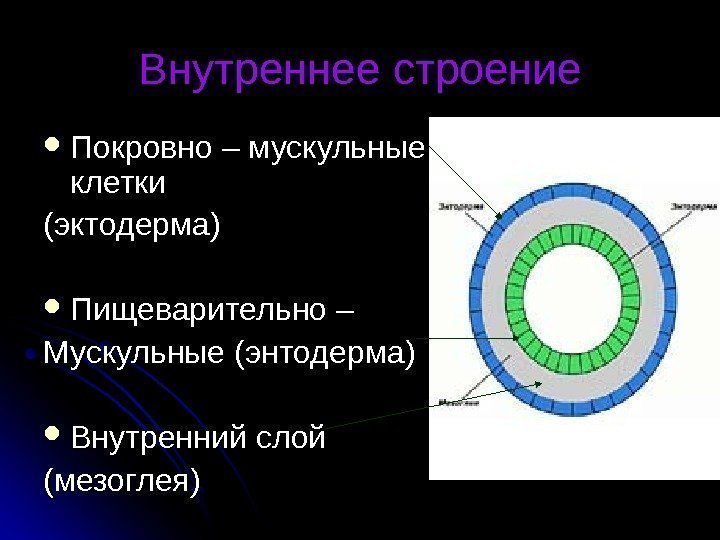 Внутреннее строение Покровно – мускульные клетки (эктодерма) Пищеварительно – Мускульные (энтодерма) Внутренний слой (мезоглея)