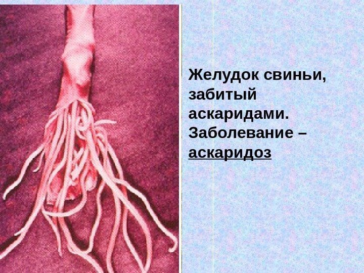 Желудок свиньи,  забитый аскаридами. Заболевание – аскаридоз 