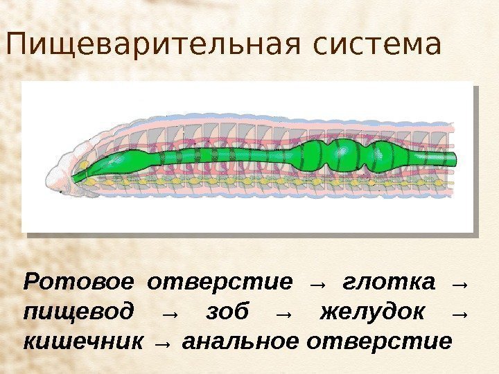 Пищеварительная система Ротовое отверстие → глотка → пищевод → зоб → желудок → кишечник