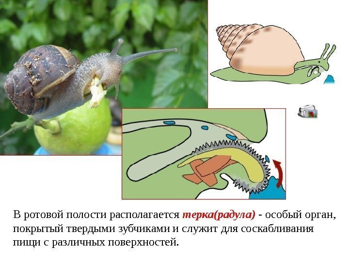 В ротовой полости располагается терка(радула) - особый орган,  покрытый твердыми зубчиками и служит