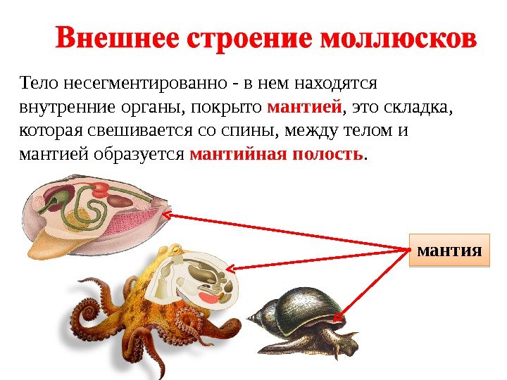 Тело несегментированно - в нем находятся внутренние органы, покрыто мантией , это складка, 