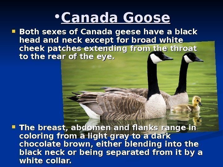   • Canada Goose Both sexes of Canada geese have a black head
