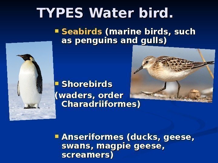   TYPES Water bird. Seabirds (marine birds, such as penguins and gulls) Shorebirds