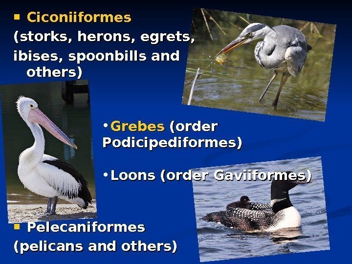   Ciconiiformes (storks, herons, egrets,  ibises, spoonbills and others) Pelecaniformes (pelicans and