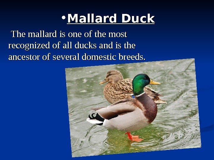   • Mallard Duck The mallard is one of the most recognized of