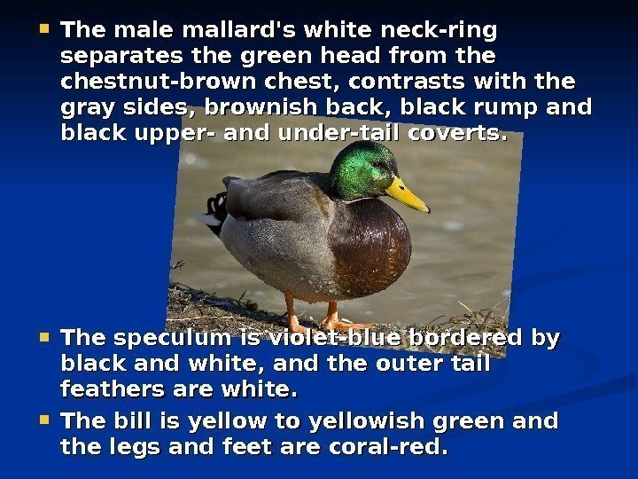   The male mallard's white neck-ring separates the green head from the chestnut-brown