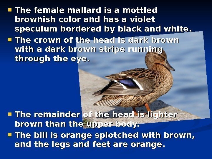   The female mallard is a mottled brownish color and has a violet