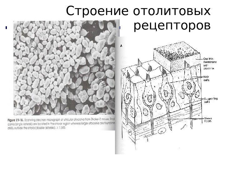 Строение отолитовых рецепторов 