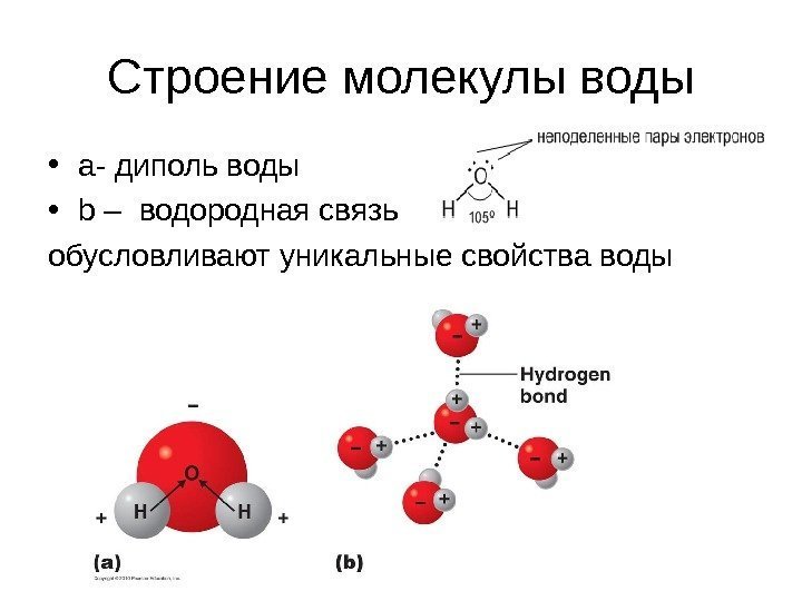 C троение молекулы воды • а- диполь воды • b –  водородная связь