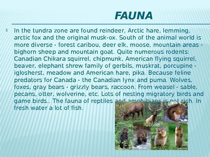      FAUNA In the tundra zone are found reindeer, Arctic