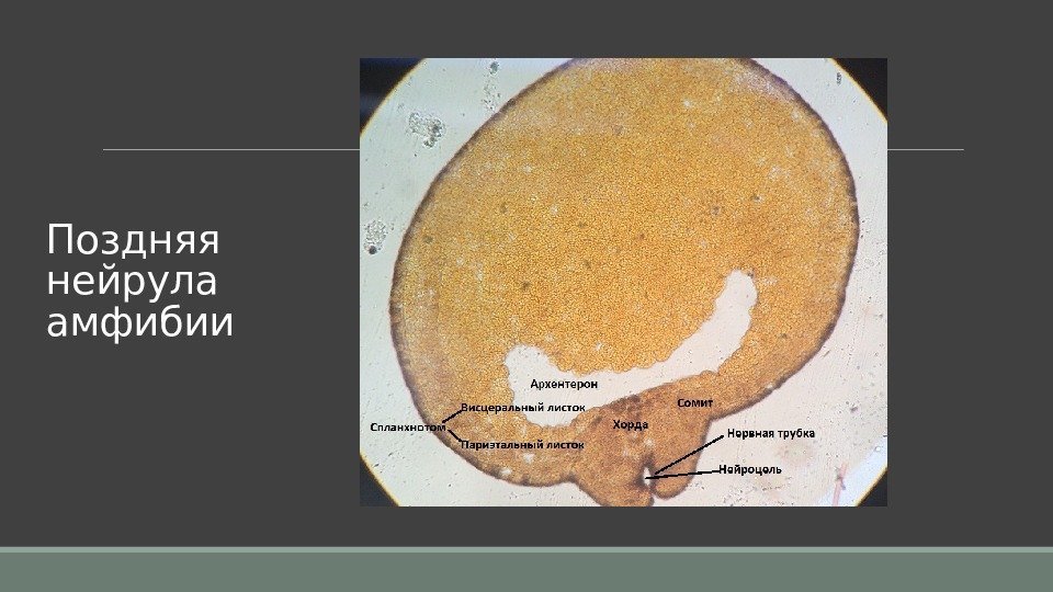 Поздняя нейрула амфибии 