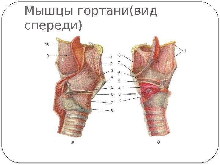 Мышцы гортани(вид спереди) 