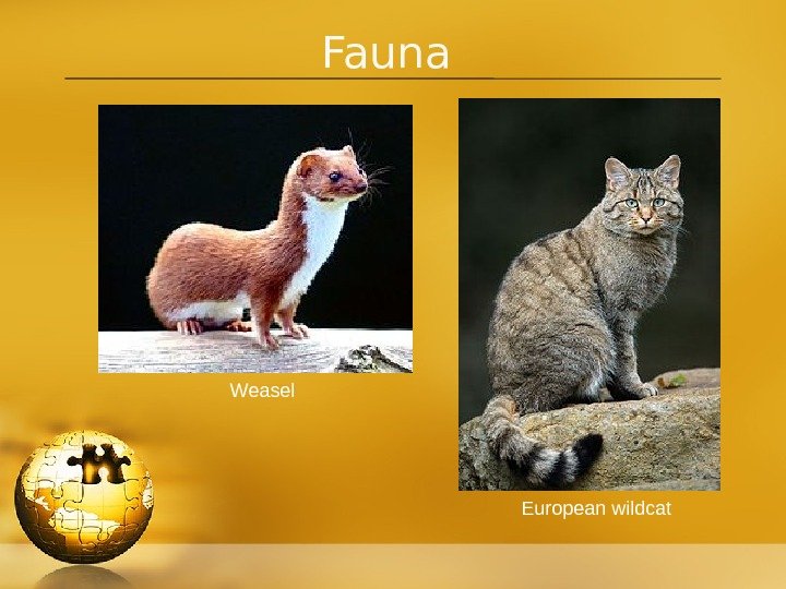 Fauna European wildcat. Weasel 