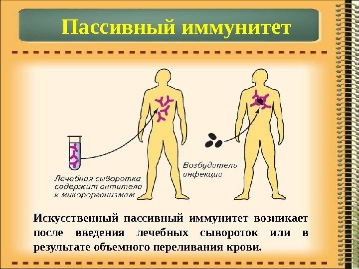 Пассивный иммунитет Искусственный пассивный иммунитет возникает после введения лечебных сывороток или в результате объемного