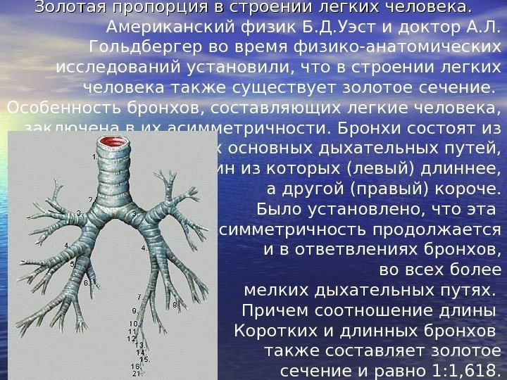 Золотая пропорция в строении легких человека. Американский физик Б. Д. Уэст и доктор А.