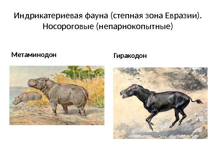 Индрикатериевая фауна (степная зона Евразии). Носороговые (непарнокопытные) Метаминодон Гиракодон 