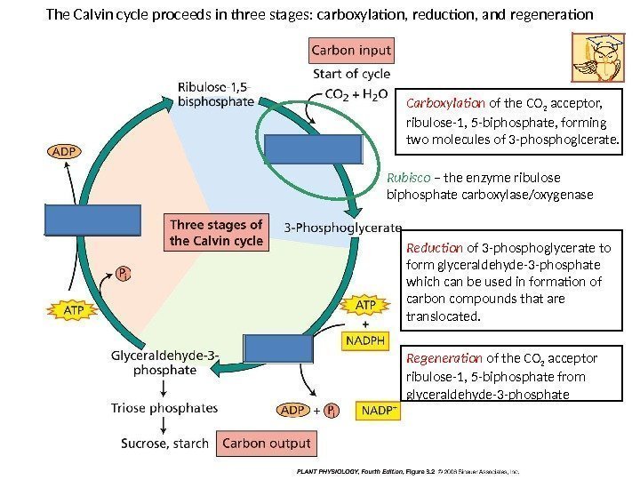 The Calvin cycle proceeds in three stages: carboxylation, reduction, and regeneration Carboxylation of the