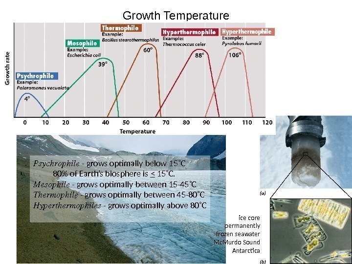 Growth Temperature Psychrophile - grows optimally below 15˚C  80 of Earth’s biosphere is