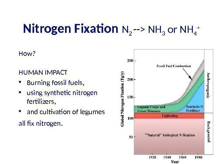 Nitrogen Fixation N 2 -- NH 3 or NH 4 + How? HUMAN IMPACT