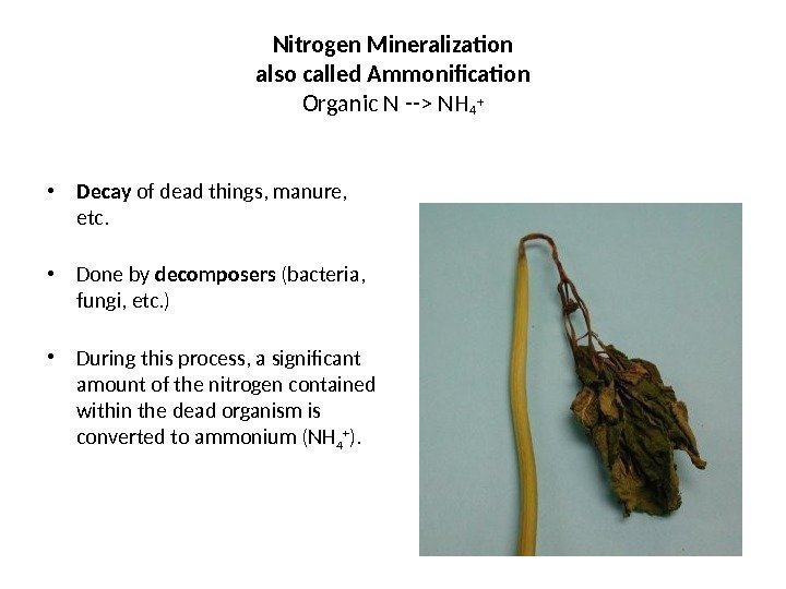 Nitrogen Mineralization also called Ammonification Organic N -- NH 4 + • Decay of
