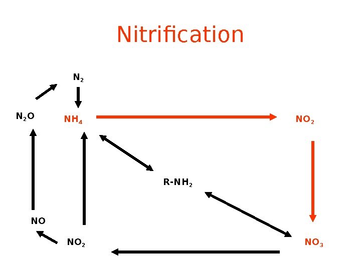Nitrification R-NH 2 NH 4 NO 2 NO 3 NO 2 NON 2 O