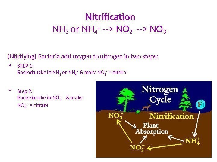 Nitrification  NH 3 or NH 4 +  -- NO 2 - --
