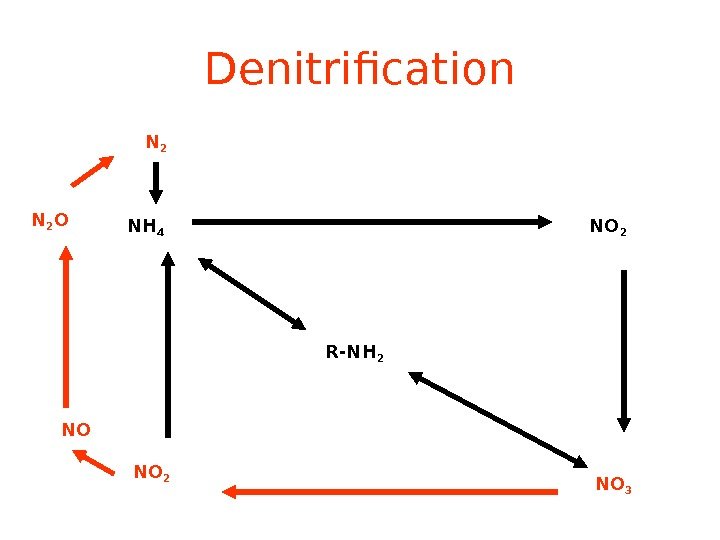 Denitrification R-NH 2 NH 4 NO 2 NO 3 NO 2 NON 2 O