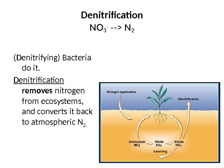 Denitrification NO 3 - -- N 2 (Denitrifying) Bacteria do it. Denitrification  removes