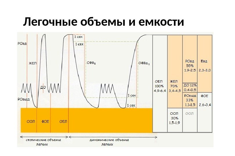 Легочные объемы и емкости 