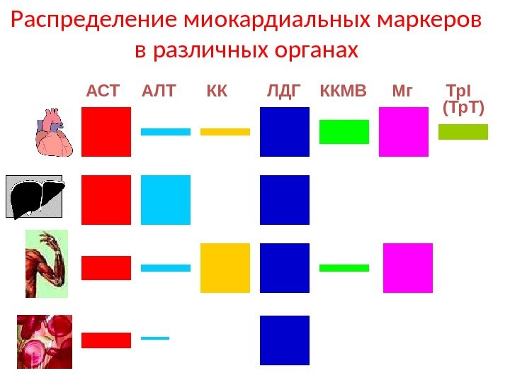 Распределение миокардиальных маркеров в различных органах АСТ АЛТ КК  ЛДГ  ККМВ Мг