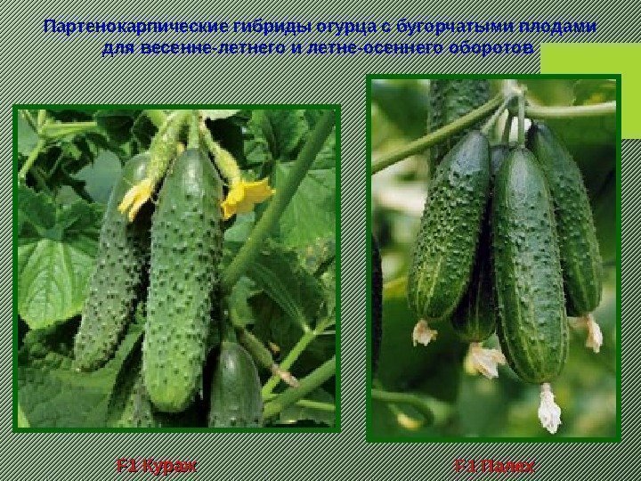 F 1 F 1 Кураж. Партенокарпические гибриды огурца с бугорчатыми плодами для весенне-летнего и