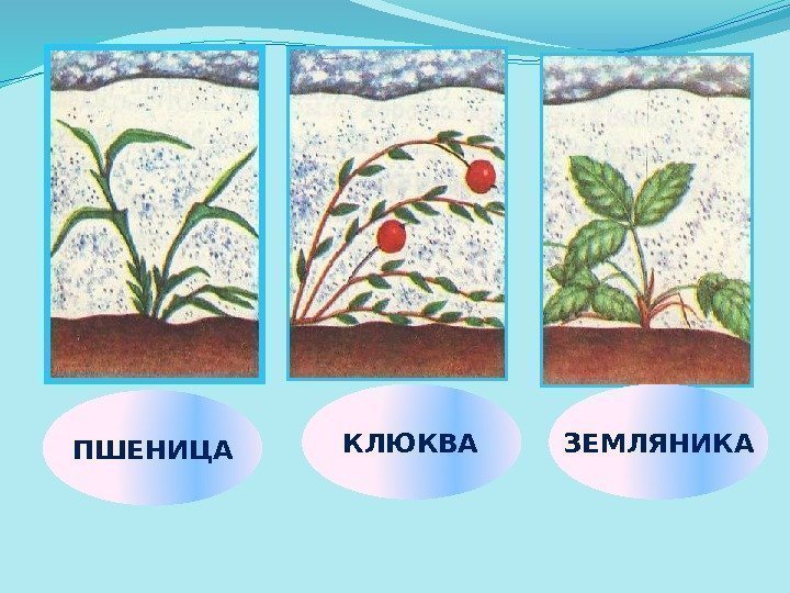 ПШЕНИЦА КЛЮКВА ЗЕМЛЯНИКА 