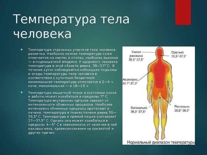Температура тела человека Температура отдельных участков тела человека различна. Наиболее низкая температура кожи отмечается