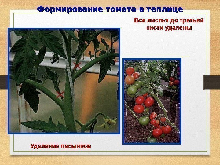 Формирование томата в теплице Удаление пасынков Все листья до третьей кисти удалены 