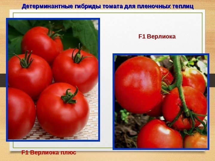Детерминантные гибриды томата для пленочных теплиц  F 1 Верлиока плюс F 1 Верлиока